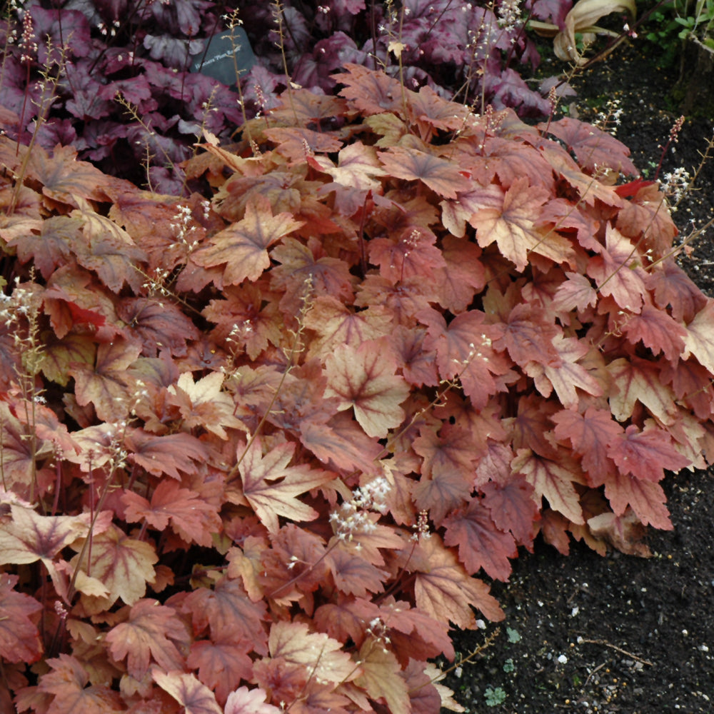 HEUCHERELLA SWEET TEA