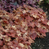 HEUCHERELLA SWEET TEA