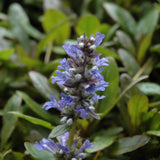 AJUGA BLUEBERRY MUFFIN