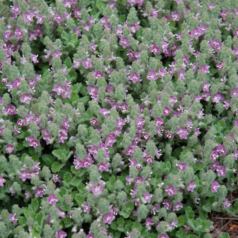 WOOLLY SPEEDWELL