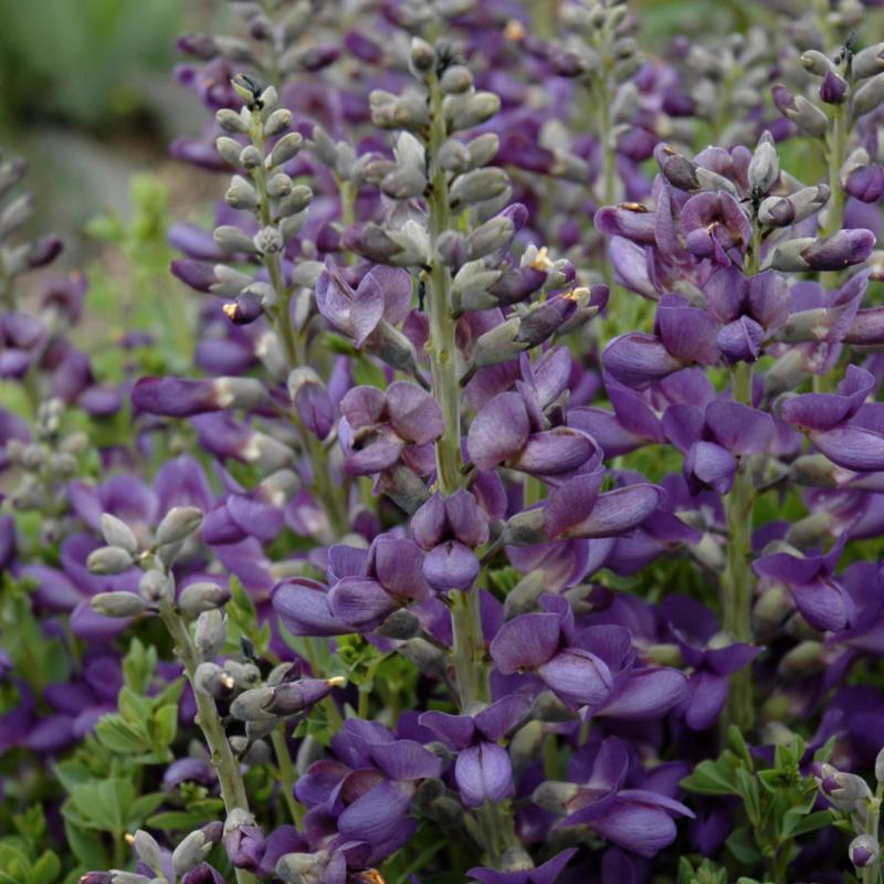 BAPTISIA BLUEBERRY SUNDAE