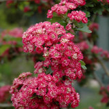 HAWTHORN TOBA