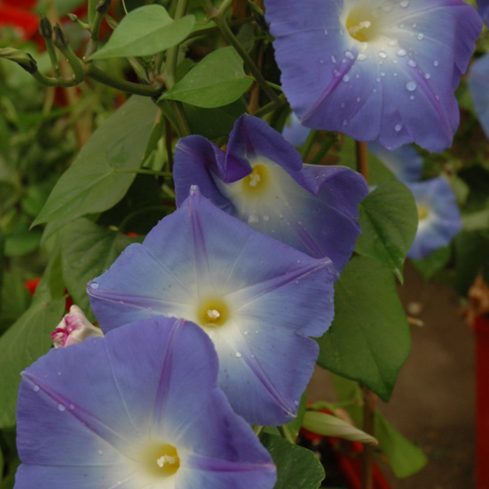 Seed - Morning Glory Heavenly Blue