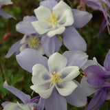 AQUILEGIA BLUE BIRD