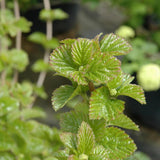 VIBURNUM GLITTERS&GLOWS