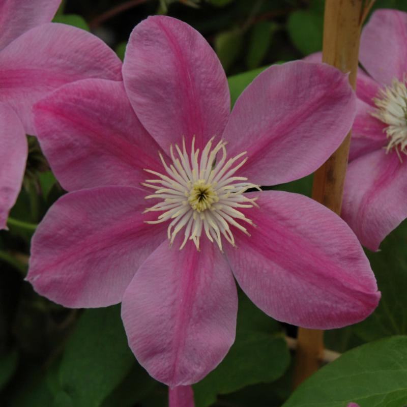 CLEMATIS ALAINA