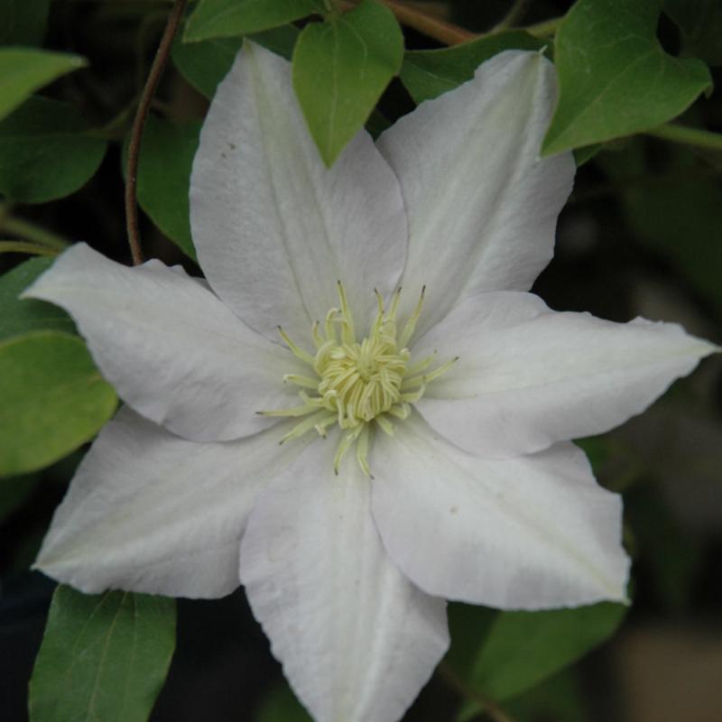 CLEMATIS CHELSEA