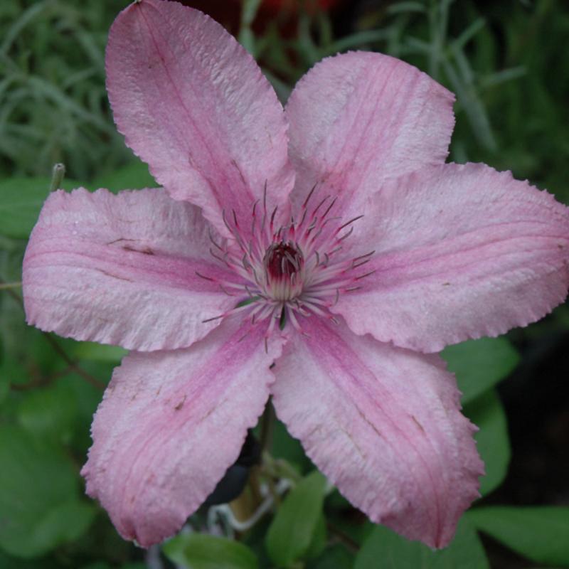 CLEMATIS HAGLEY HYBRID