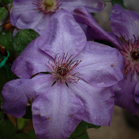 CLEMATIS HENRYI & ELSA SPATH