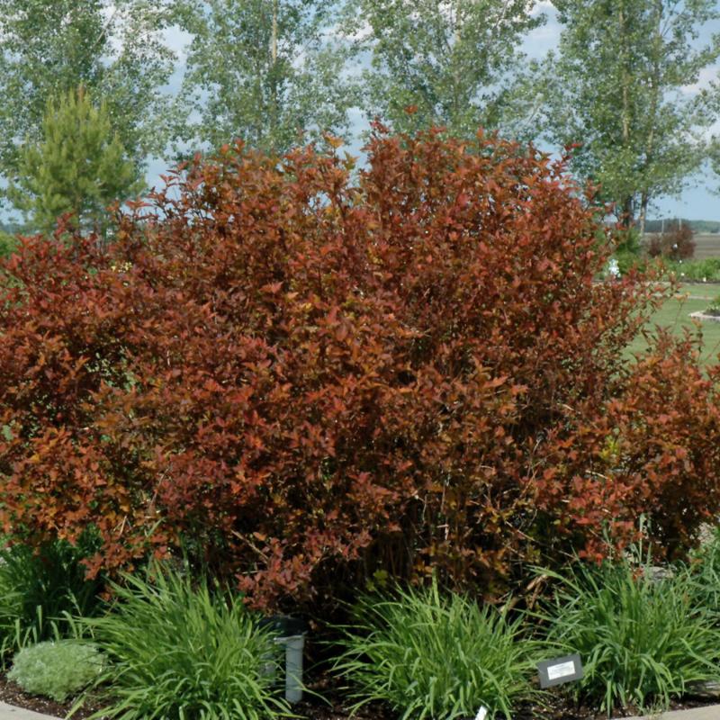 NINEBARK COPPERTINA