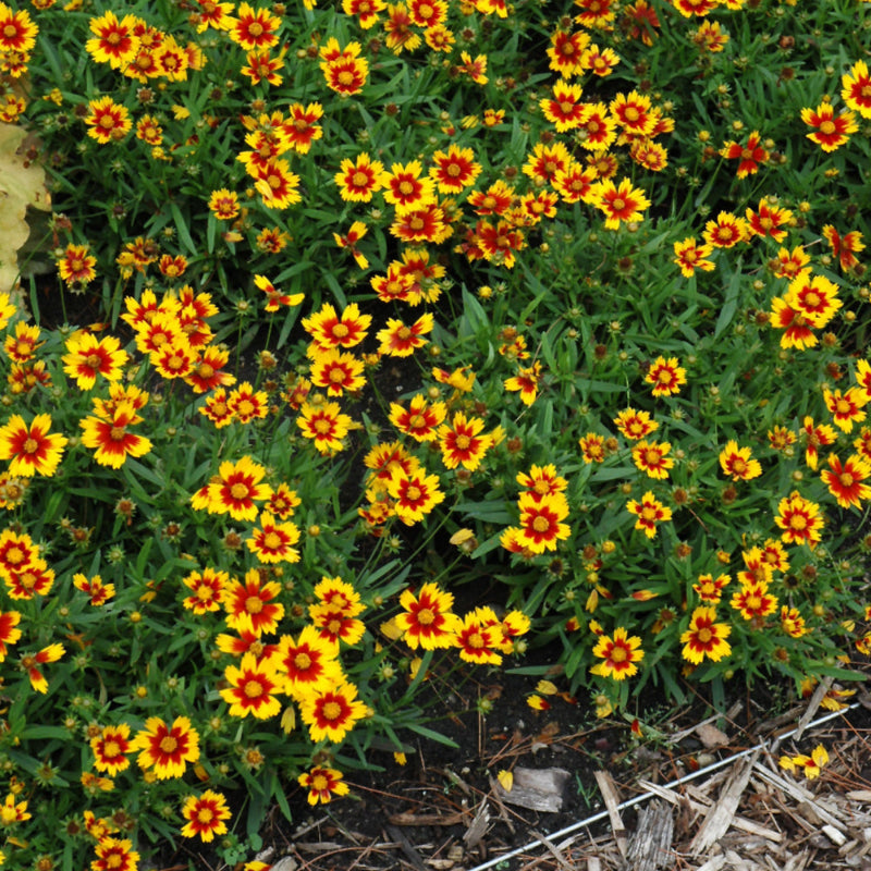 COREOPSIS LIL BANG DAYBREAK