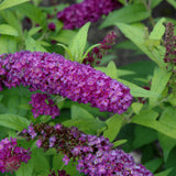 BUDDLEIA MONARCH CROWN JEWEL