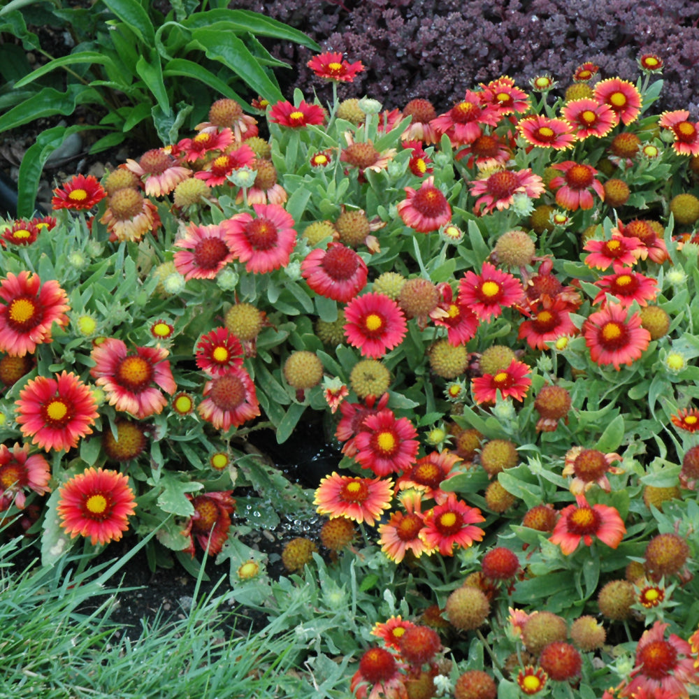 GAILLARDIA ARIZONA RED SHADES