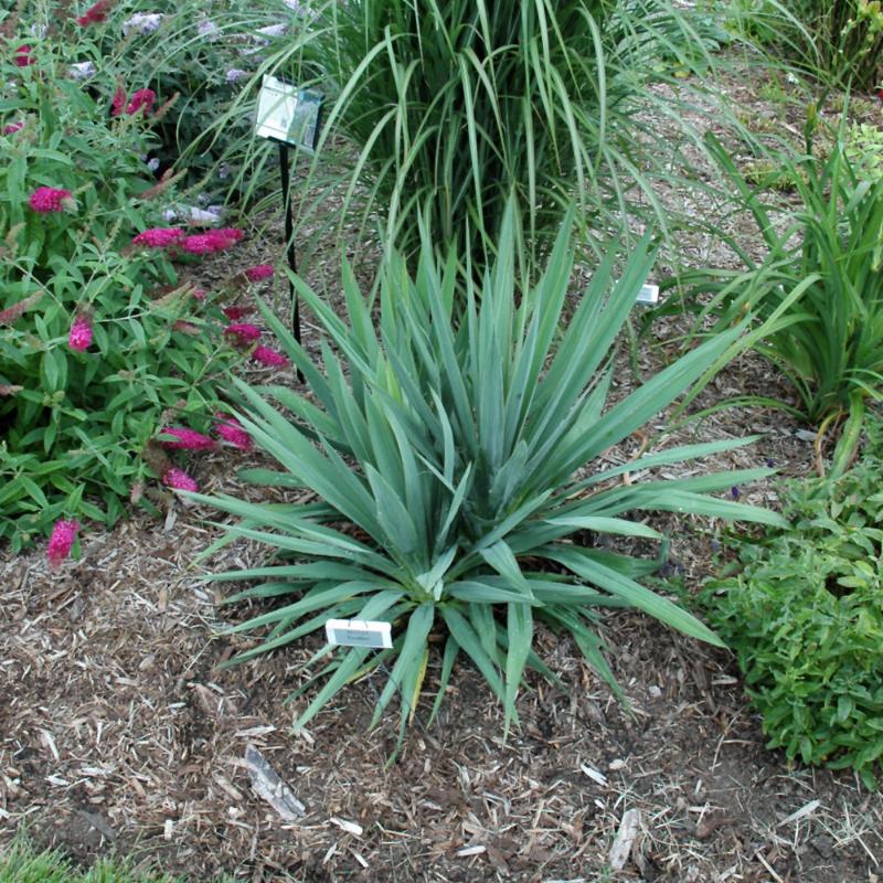 YUCCA EXCALIBUR