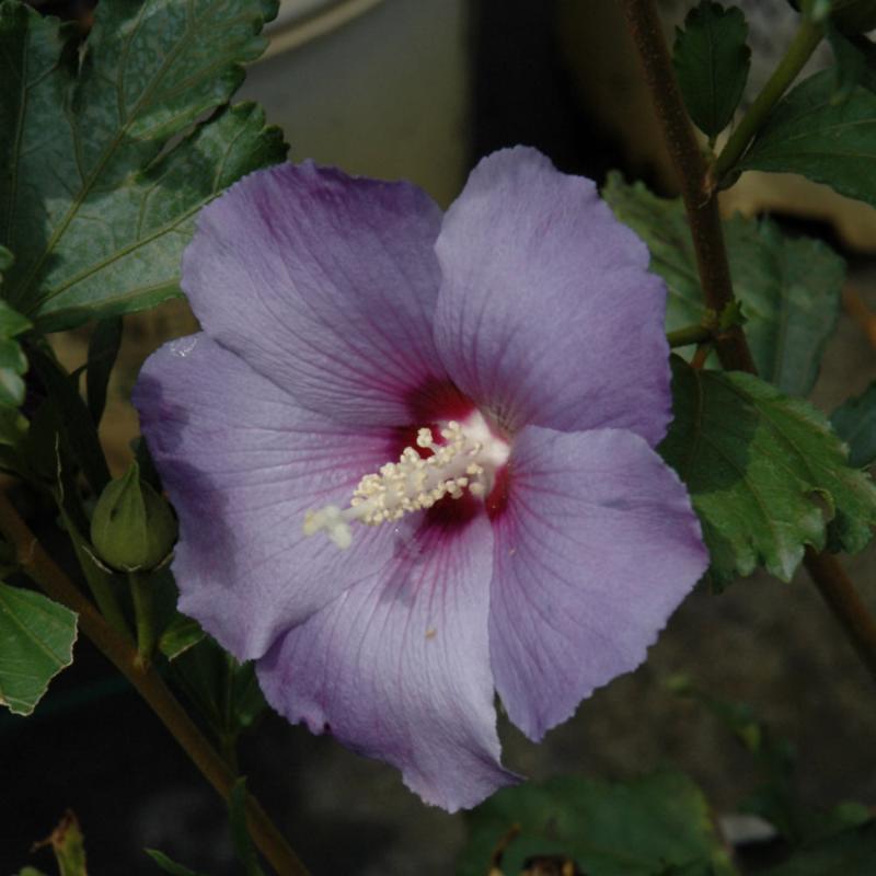 ROSE OF SHARON AZURRI BLUE SATIN PW