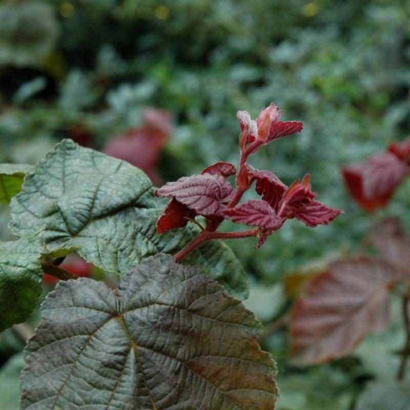 CORKSCREW HAZEL RED DRAGON