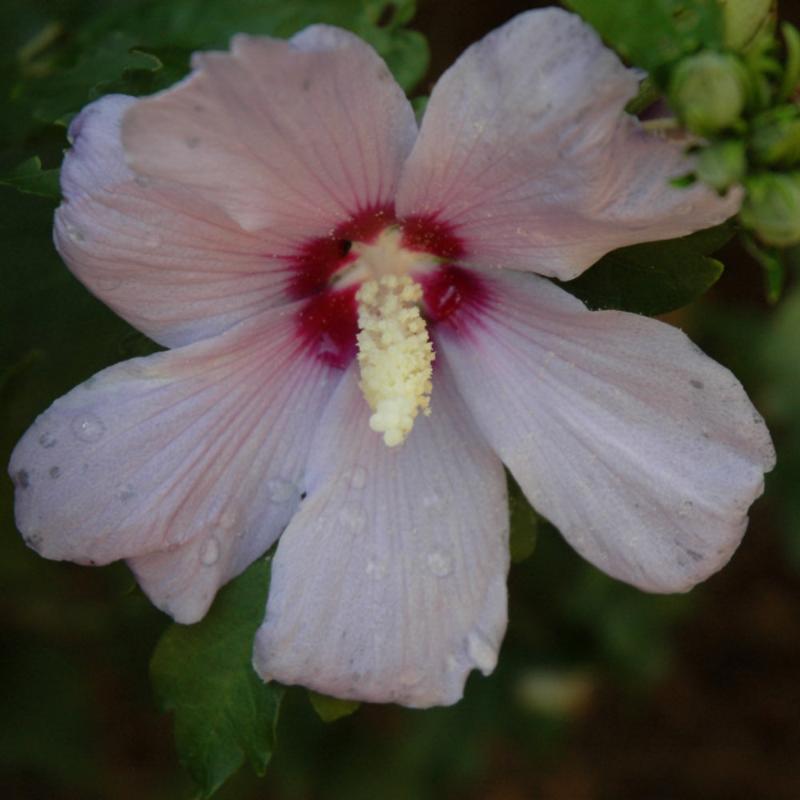 ROSE OF SHARON BLUE BIRD