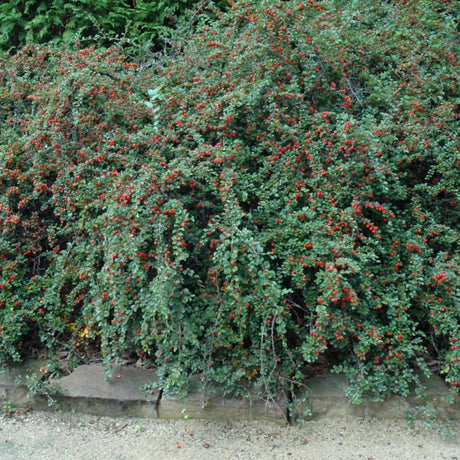 COTONEASTER CRANBERRY