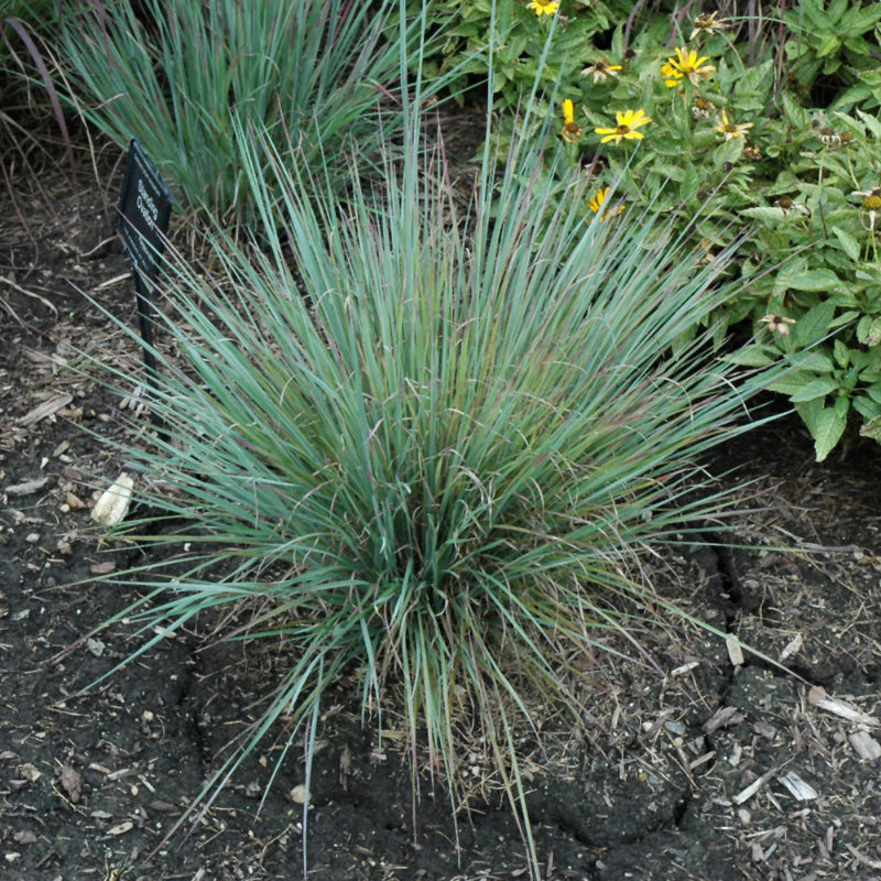 SCHIZACHYRIUM STANDING OVATION