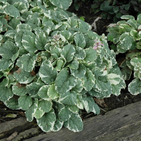 AJUGA PINK LIGHTNING