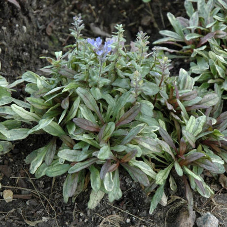 AJUGA DIXIE CHIP