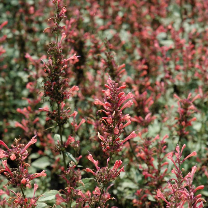 AGASTACHE KUDOS CORAL