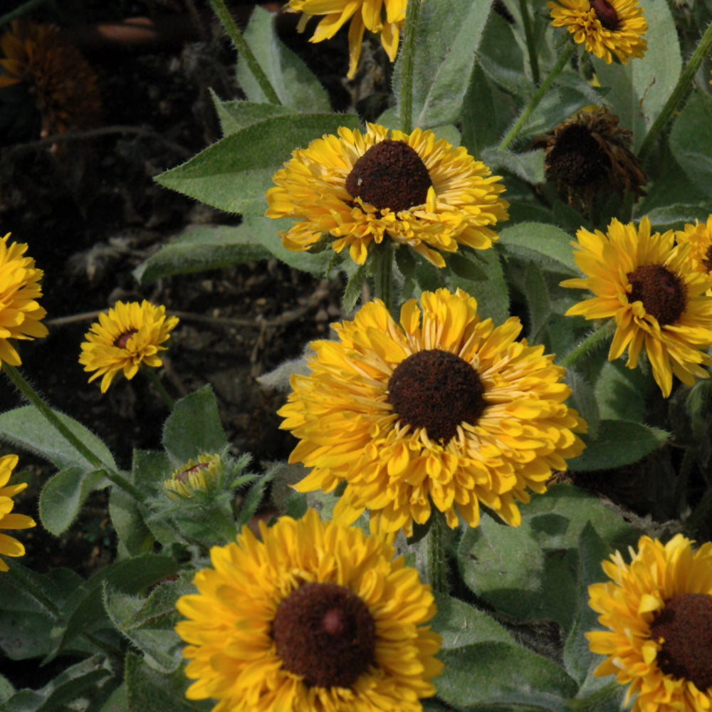 Seed- Rudbeckia Maya Double