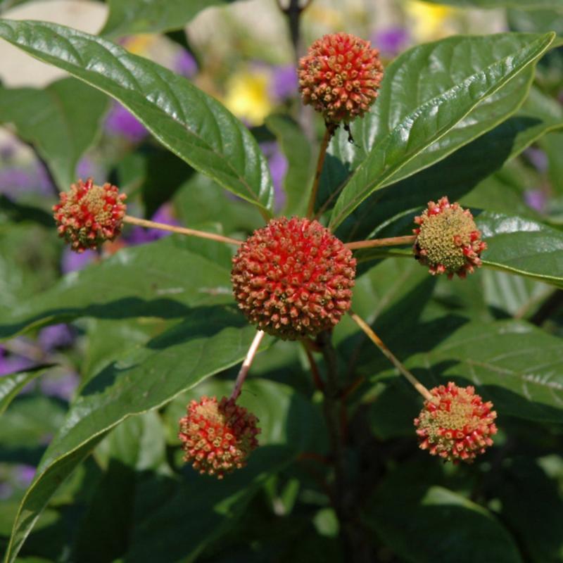 BUTTONBUSH