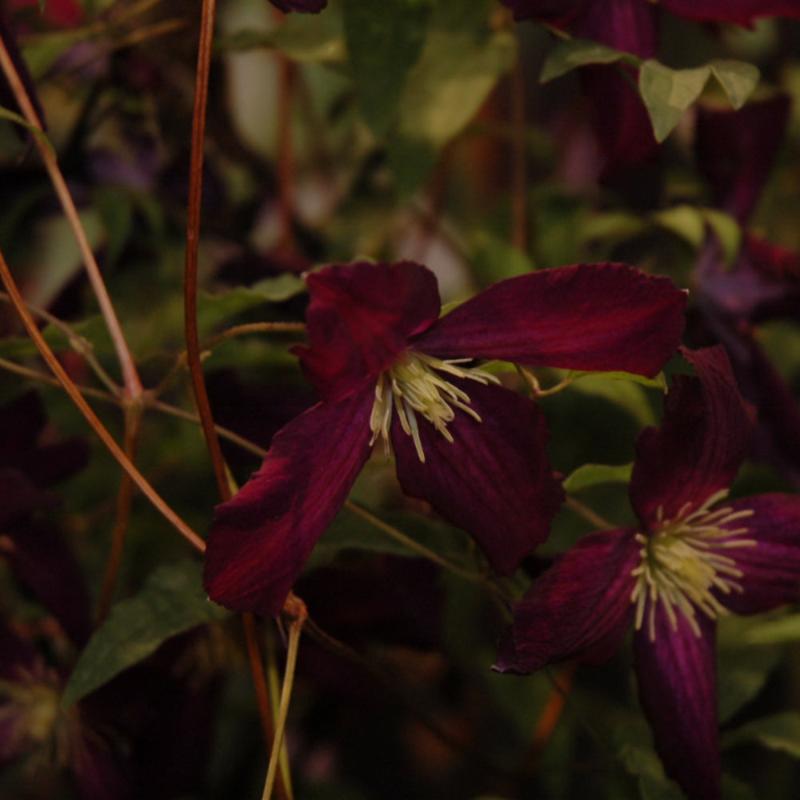 CLEMATIS SWEET SUMMER LOVE