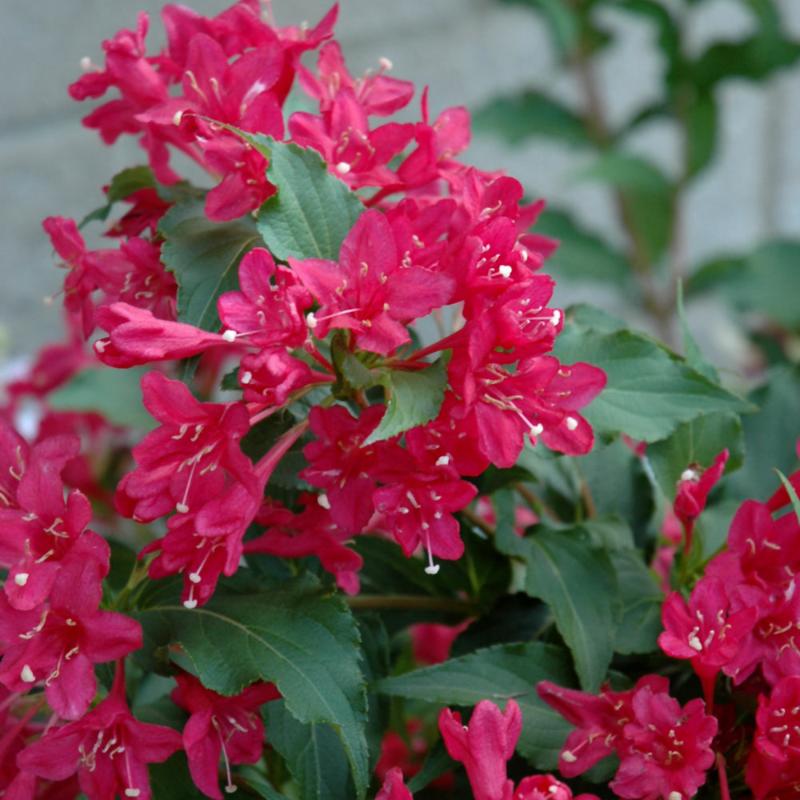 WEIGELA SONIC BLOOM RED PW