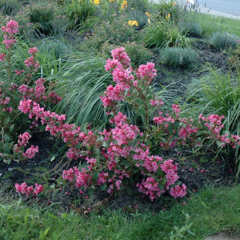 WEIGELA SONIC BLOOM PINK