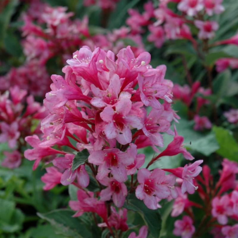 WEIGELA SONIC BLOOM PINK