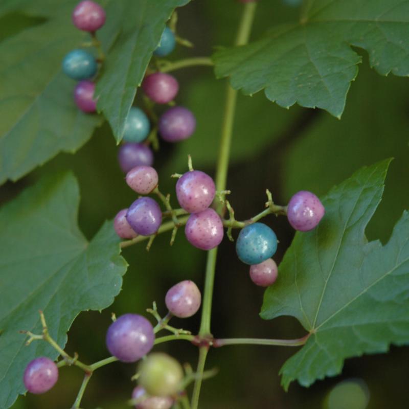 VINE PORCELAIN BERRY