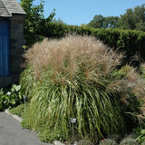 MISCANTHUS HURON SUNRISE