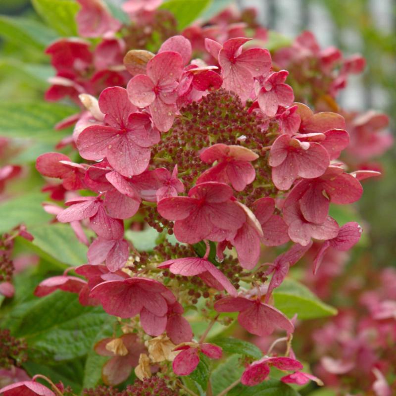 HYDRANGEA QUICK FIRE