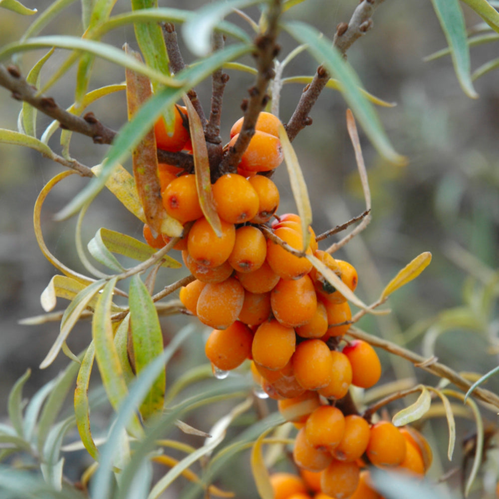 BUCKTHORN GOLDEN SWEET