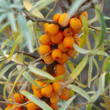 BUCKTHORN RUSSIAN ORANGE