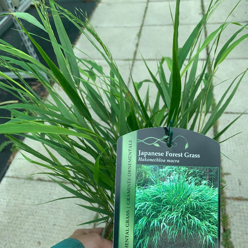 HAKONECHLOA MACRA