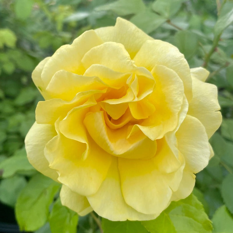 ROSE GRANDIFLORA HAPPY GO LUCKY