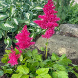 ASTILBE HEAVY METAL