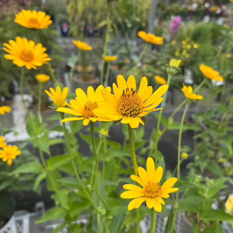 HELIOPSIS HELIANTHOIDES