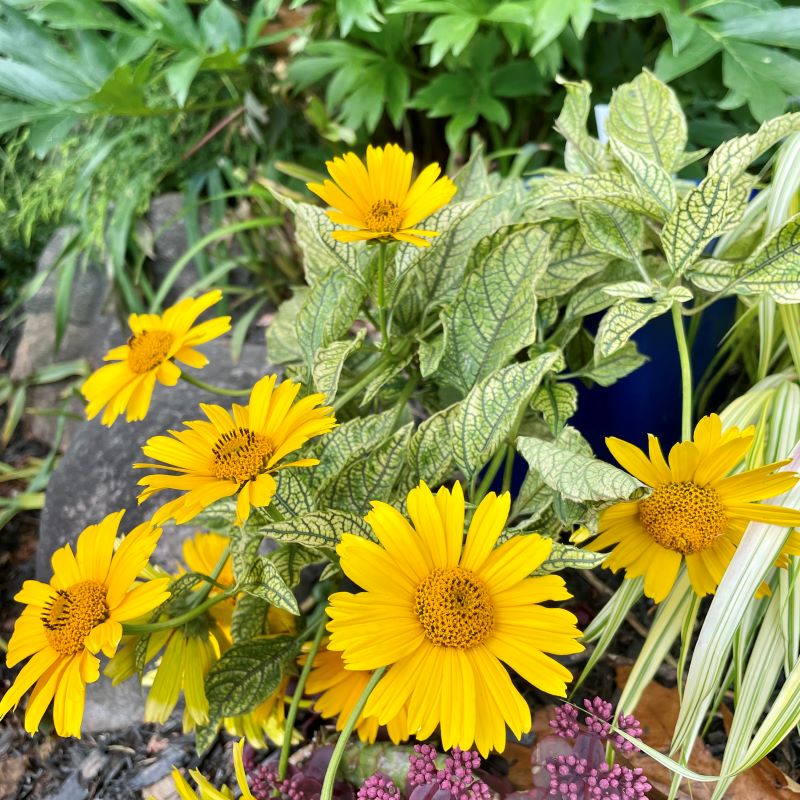 HELIOPSIS SUNSTRUCK