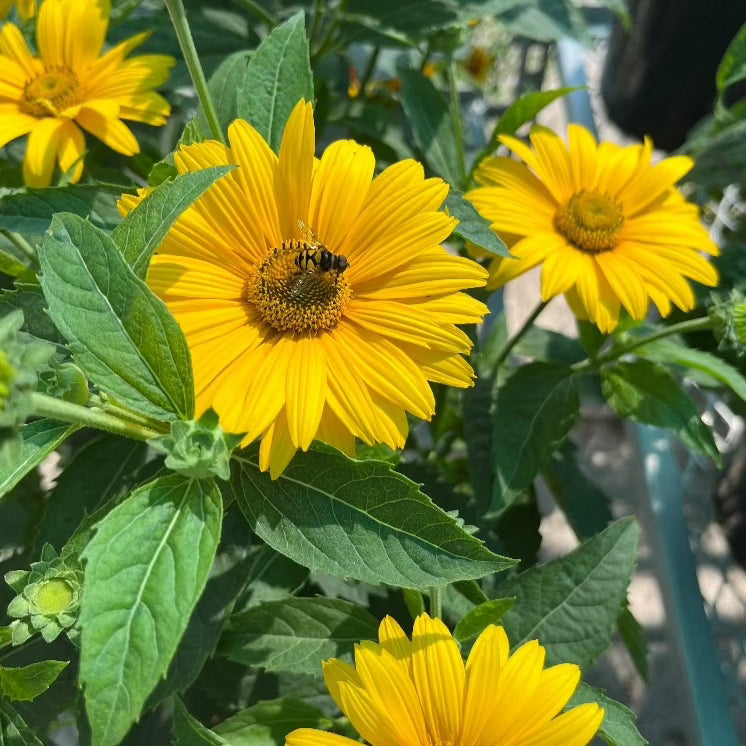 HELIOPSIS TUSCAN GOLD