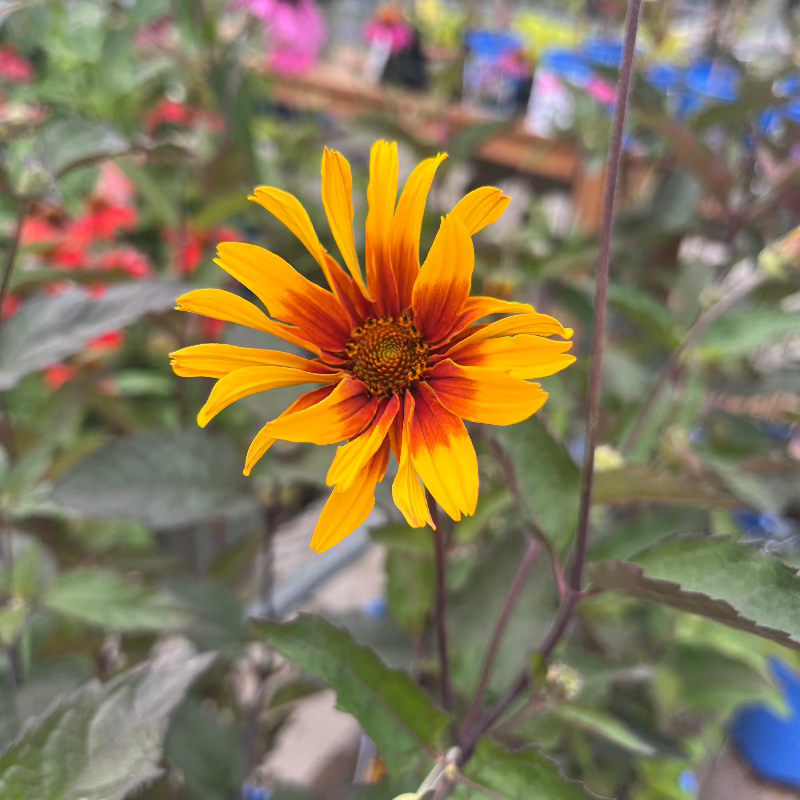 HELIOPSIS BURNING HEARTS