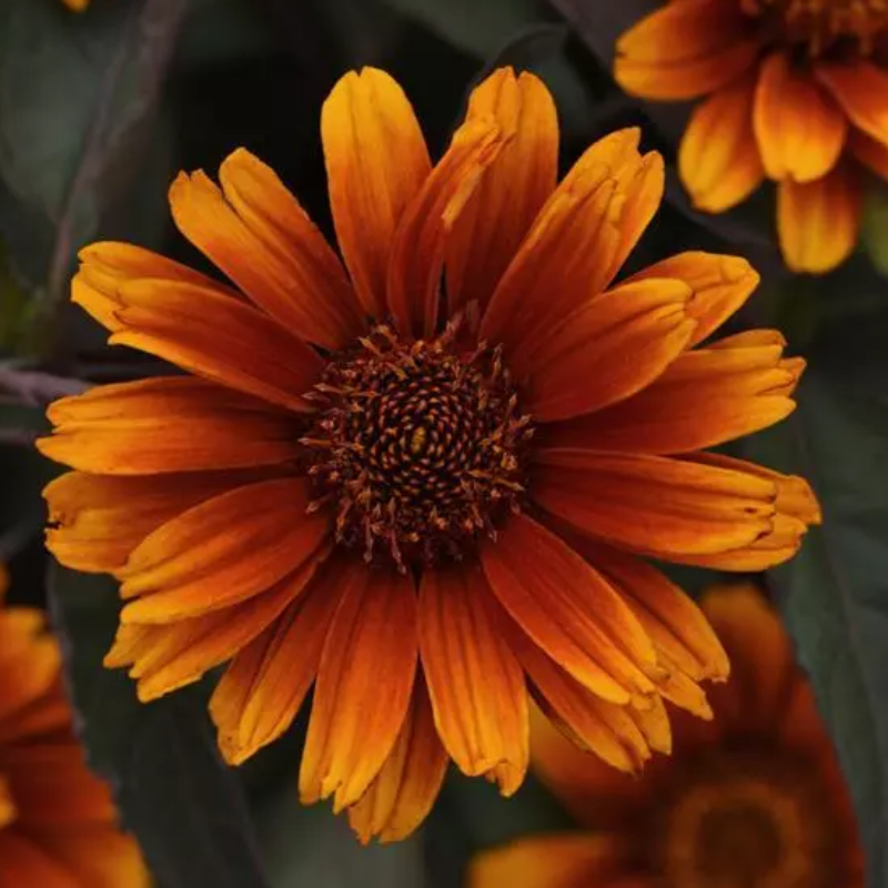 HELIOPSIS SUMMER ECLIPSE