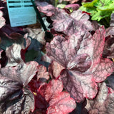 HEUCHERA FIRE CHIEF