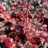 HEUCHERA FIRE CHIEF