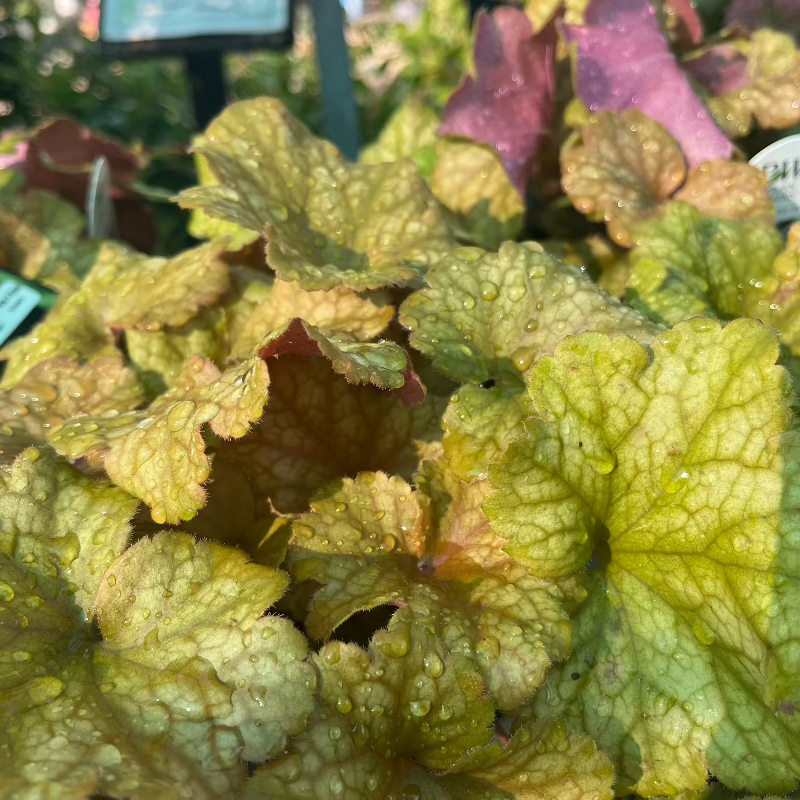 HEUCHERA DOLCE TOFFEE TART