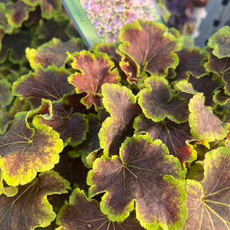 HEUCHERELLA SOLAR ECLIPSE