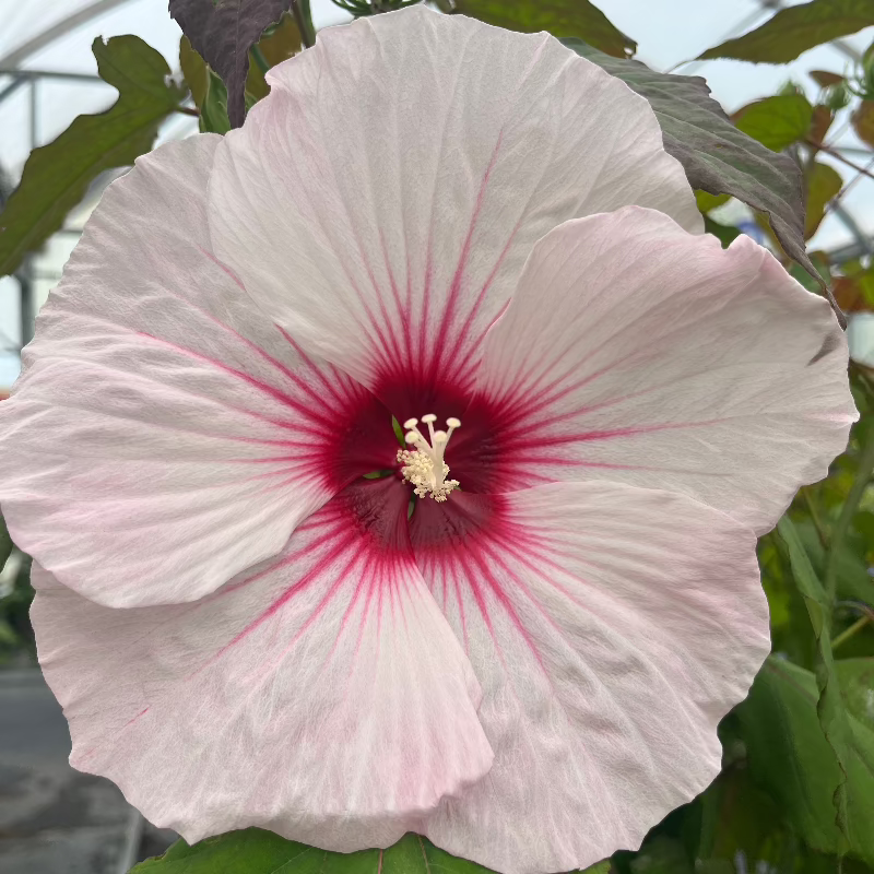 HIBISCUS DARK MYSTERY